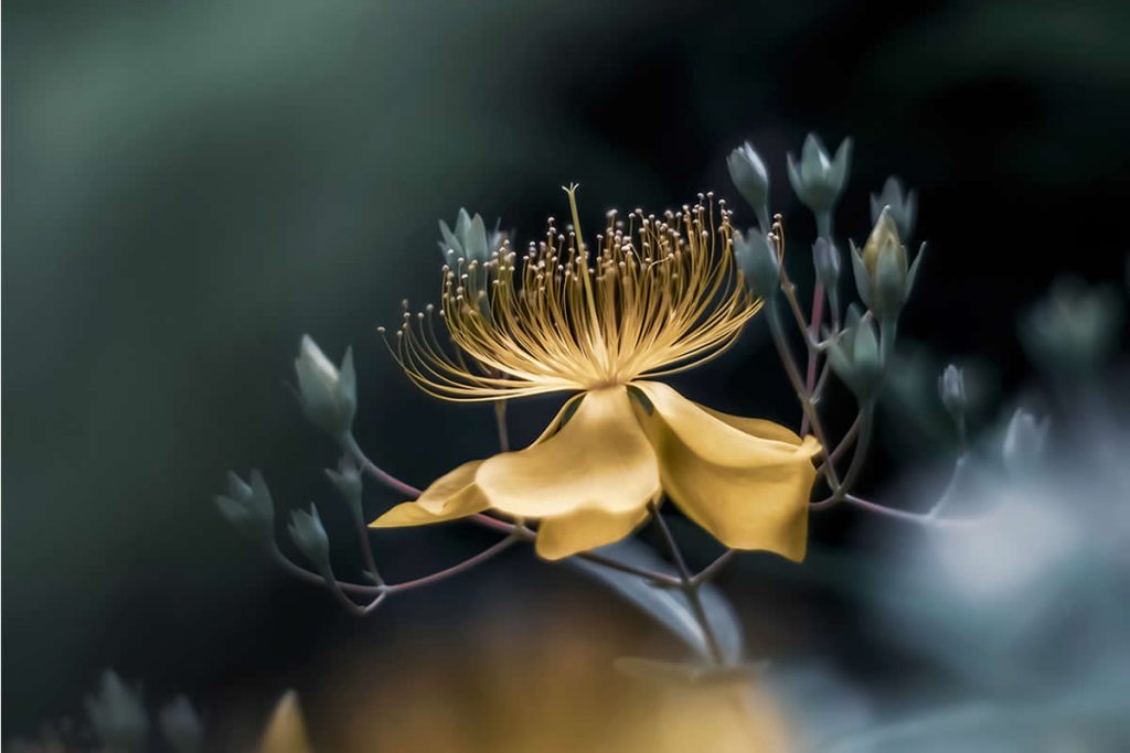 Dreamlike Flower Photographs by Ayuta Mori