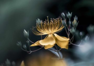Dreamlike Flower Photographs by Ayuta Mori