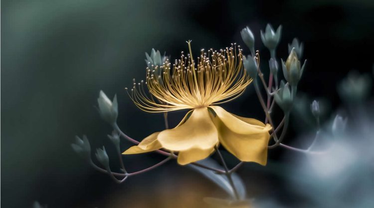 Dreamlike Flower Photographs by Ayuta Mori