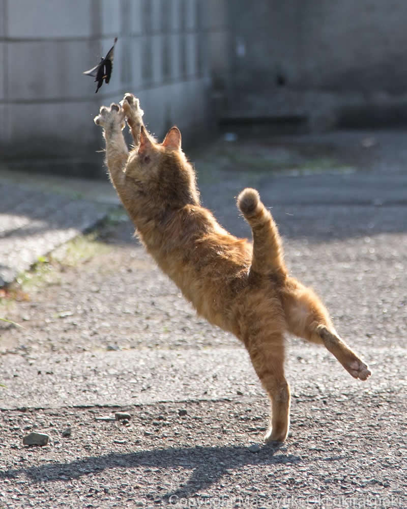 Hillarious And Playful Side Of Cats By Masayuki Oki 