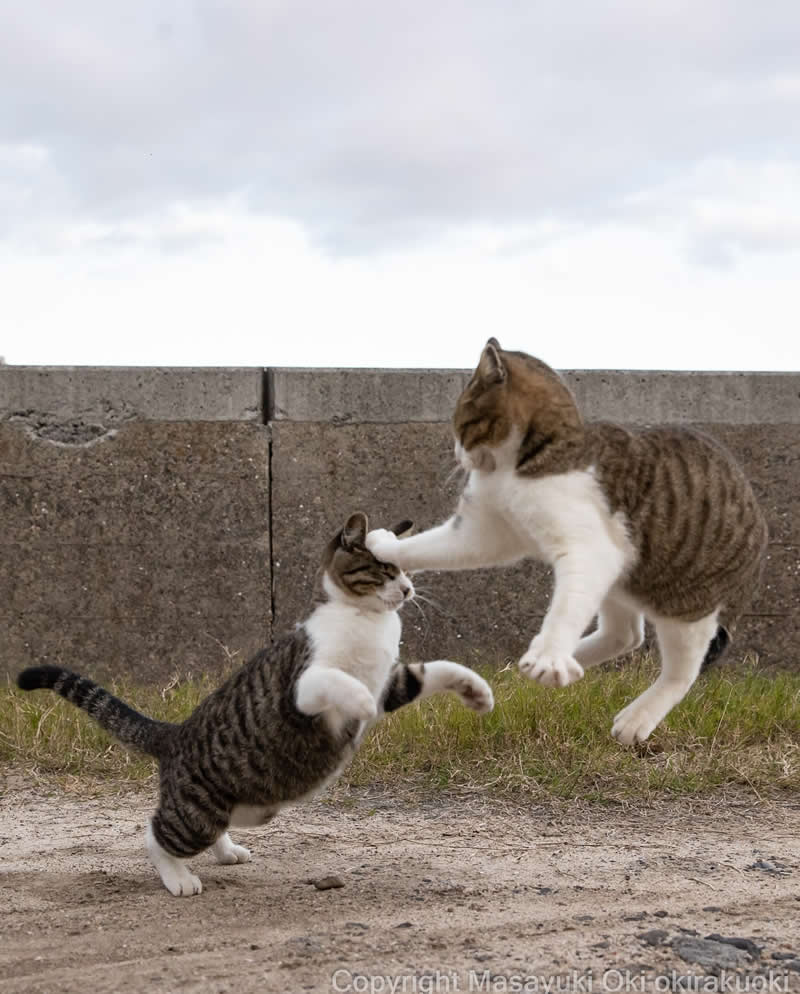 Hillarious And Playful Side Of Cats By Masayuki Oki 