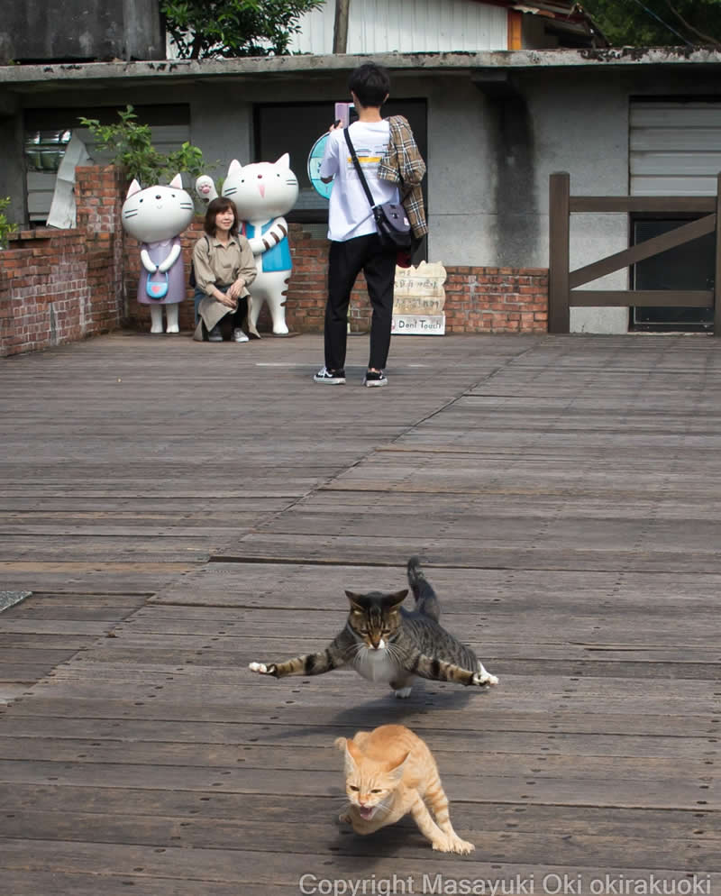 Hillarious And Playful Side Of Cats By Masayuki Oki 