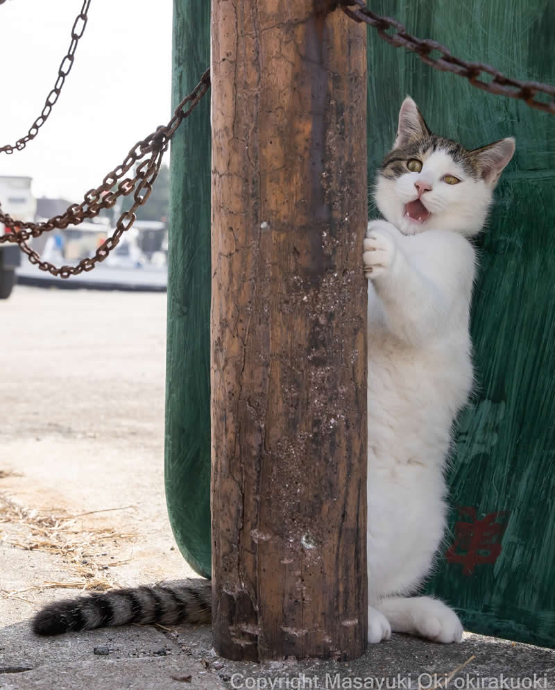 Hillarious And Playful Side Of Cats By Masayuki Oki 