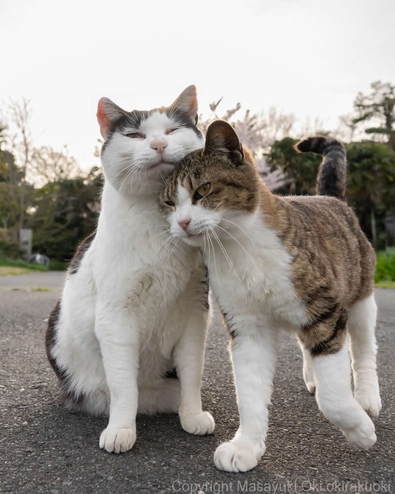 Hillarious And Playful Side Of Cats By Masayuki Oki 