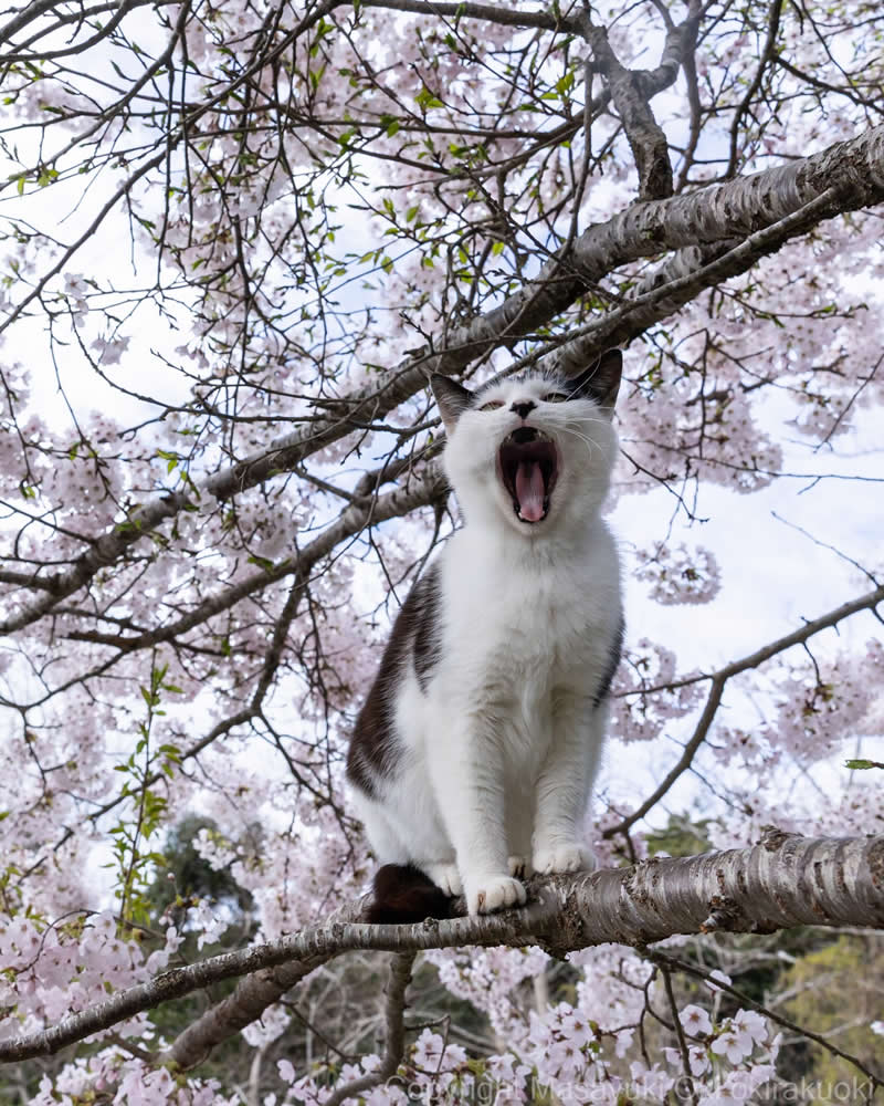 Hillarious And Playful Side Of Cats By Masayuki Oki 