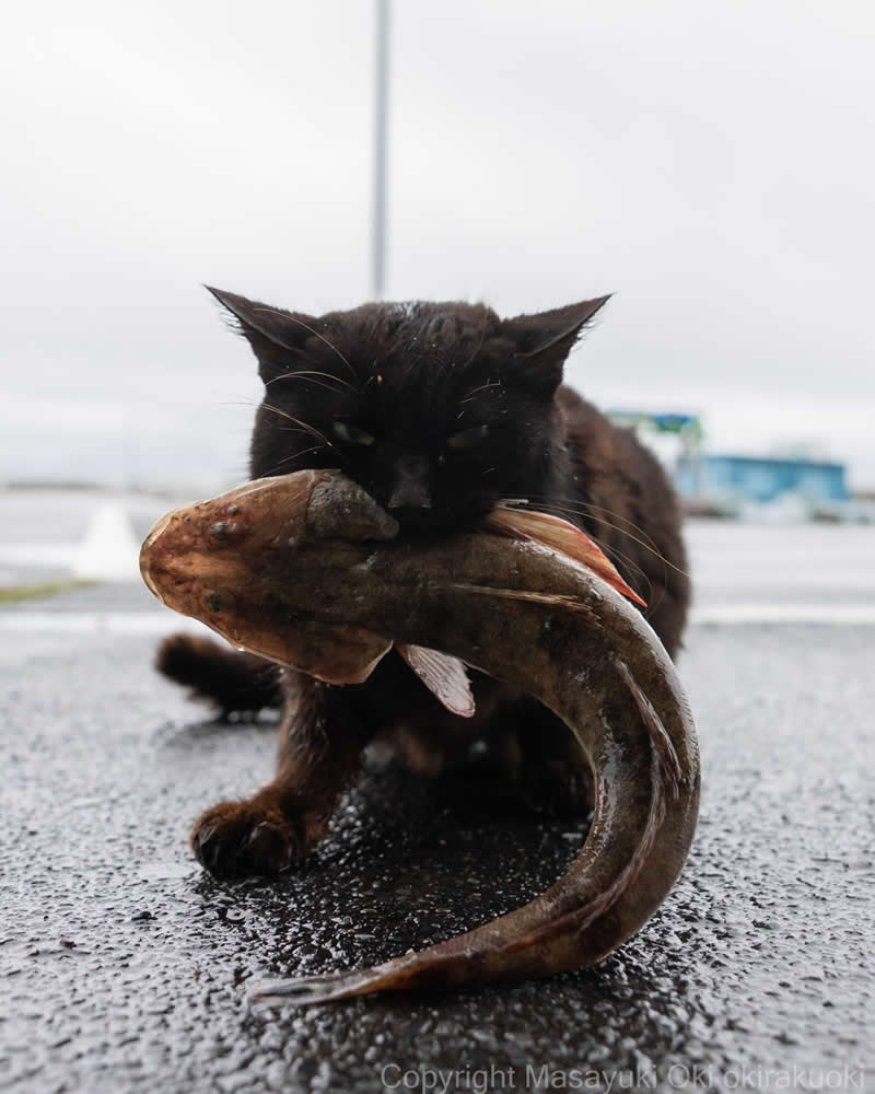 Hillarious And Playful Side Of Cats By Masayuki Oki 