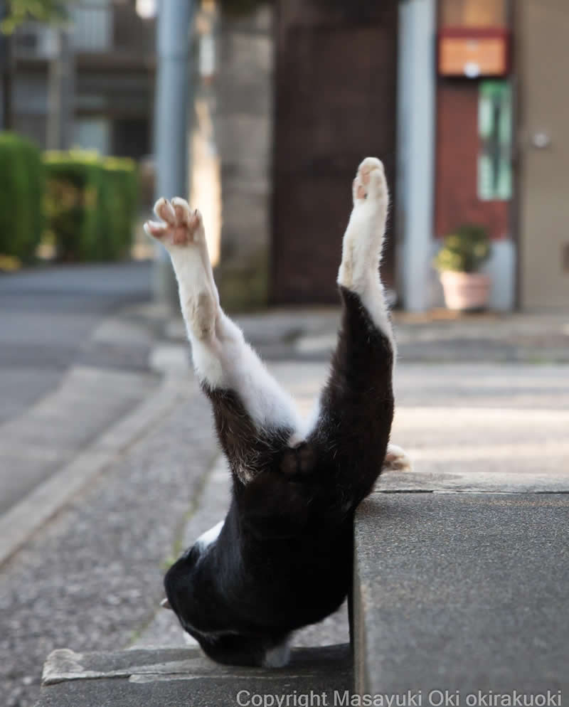 Hillarious And Playful Side Of Cats By Masayuki Oki 