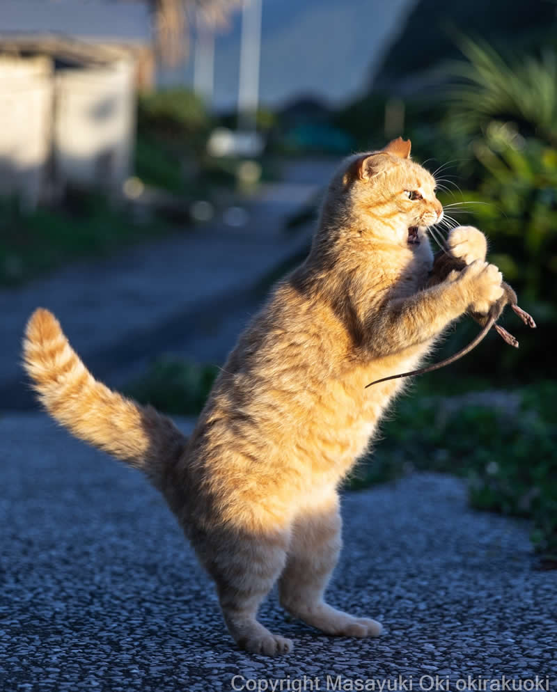Hillarious And Playful Side Of Cats By Masayuki Oki 