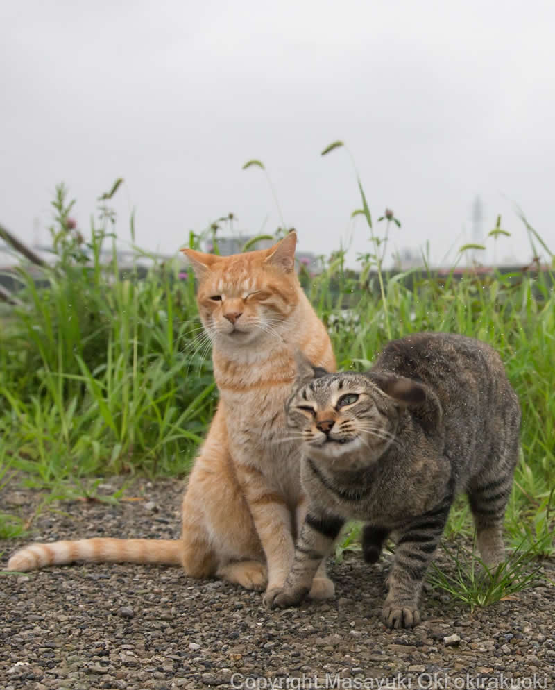 Hillarious And Playful Side Of Cats By Masayuki Oki 