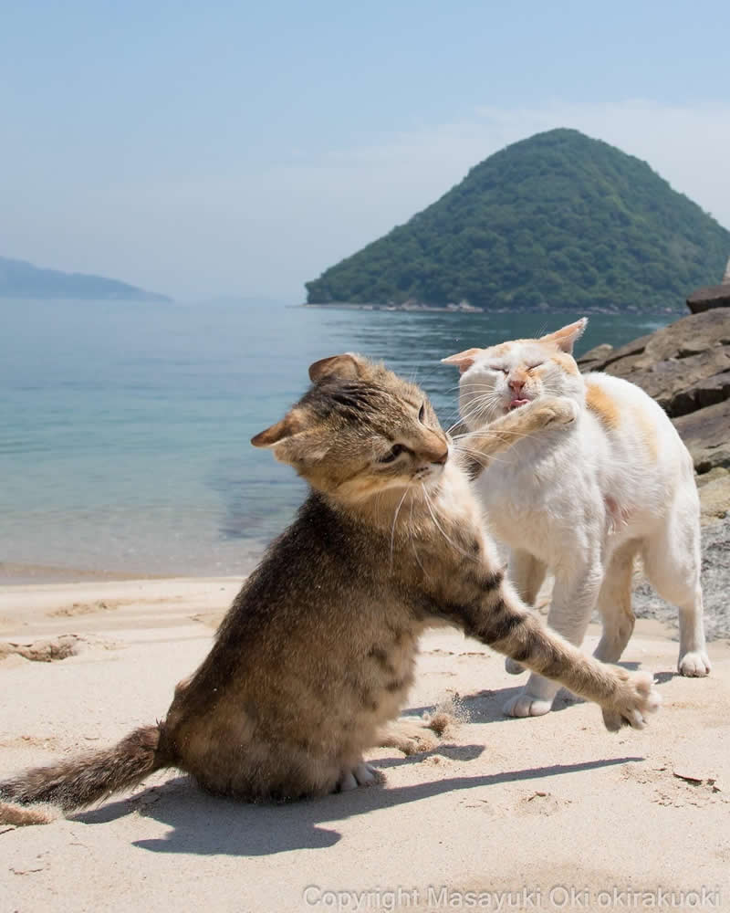 Hillarious And Playful Side Of Cats By Masayuki Oki 