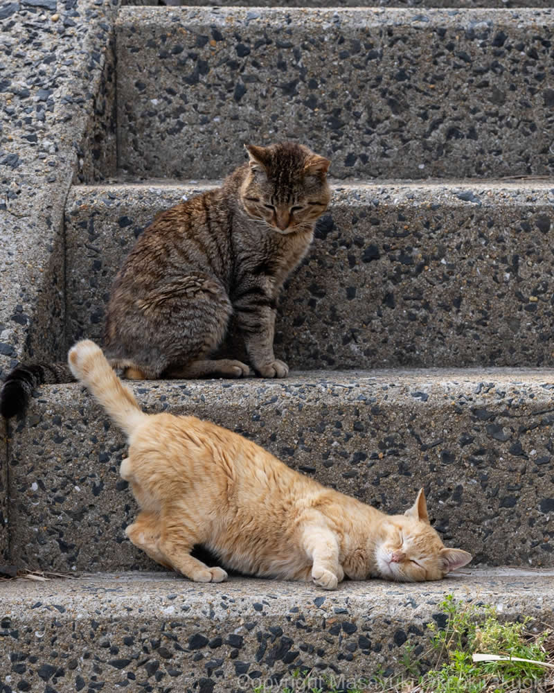 Hillarious And Playful Side Of Cats By Masayuki Oki 