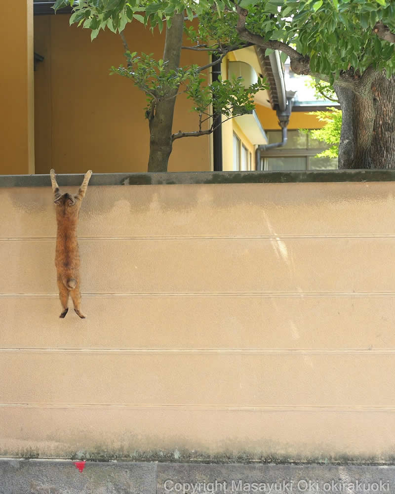 Hillarious And Playful Side Of Cats By Masayuki Oki 