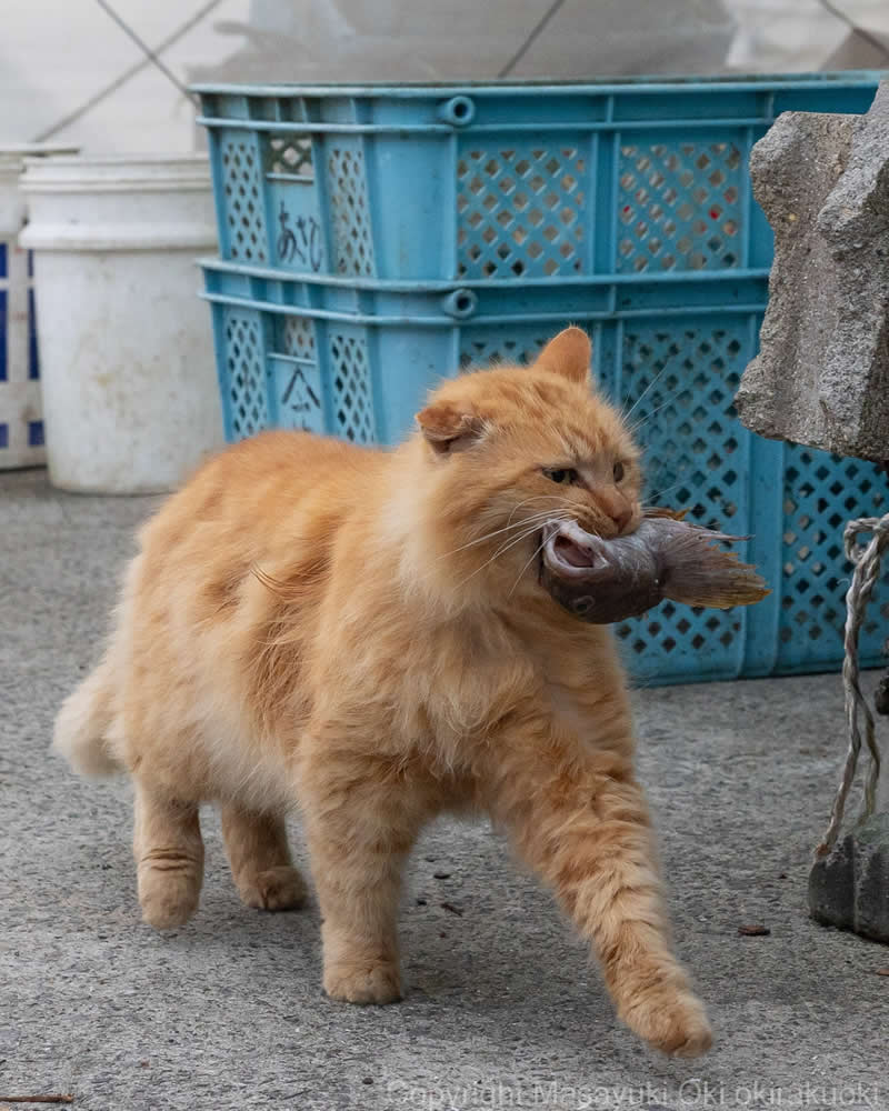 Hillarious And Playful Side Of Cats By Masayuki Oki 