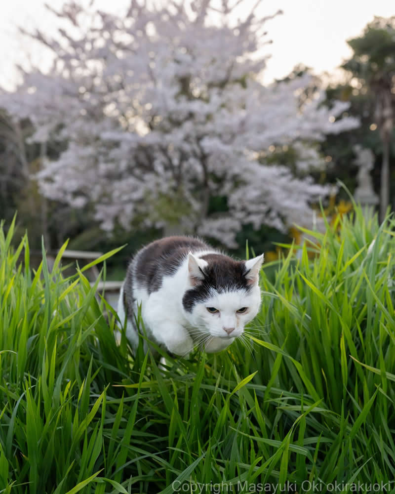 Hillarious And Playful Side Of Cats By Masayuki Oki 