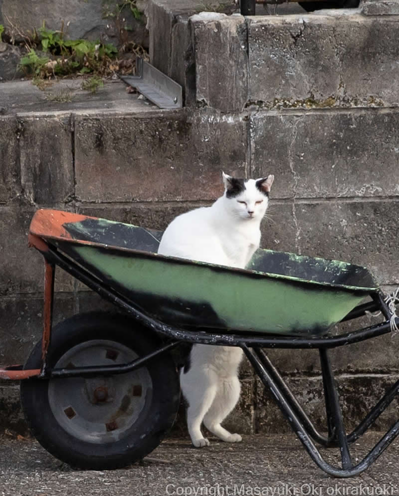 Hillarious And Playful Side Of Cats By Masayuki Oki 