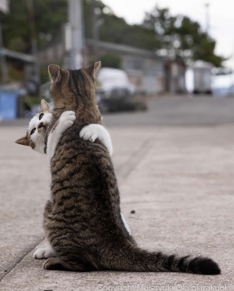 Hillarious And Playful Side Of Cats By Masayuki Oki 