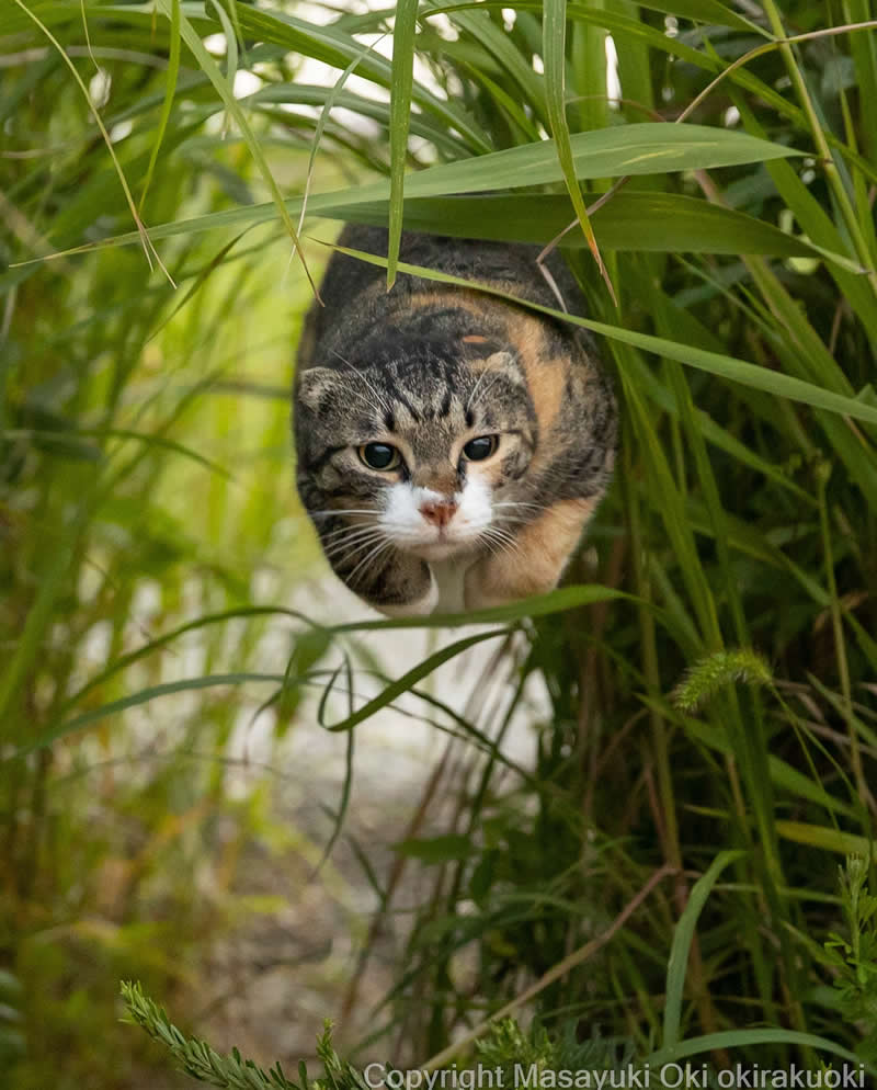 Hillarious And Playful Side Of Cats By Masayuki Oki 