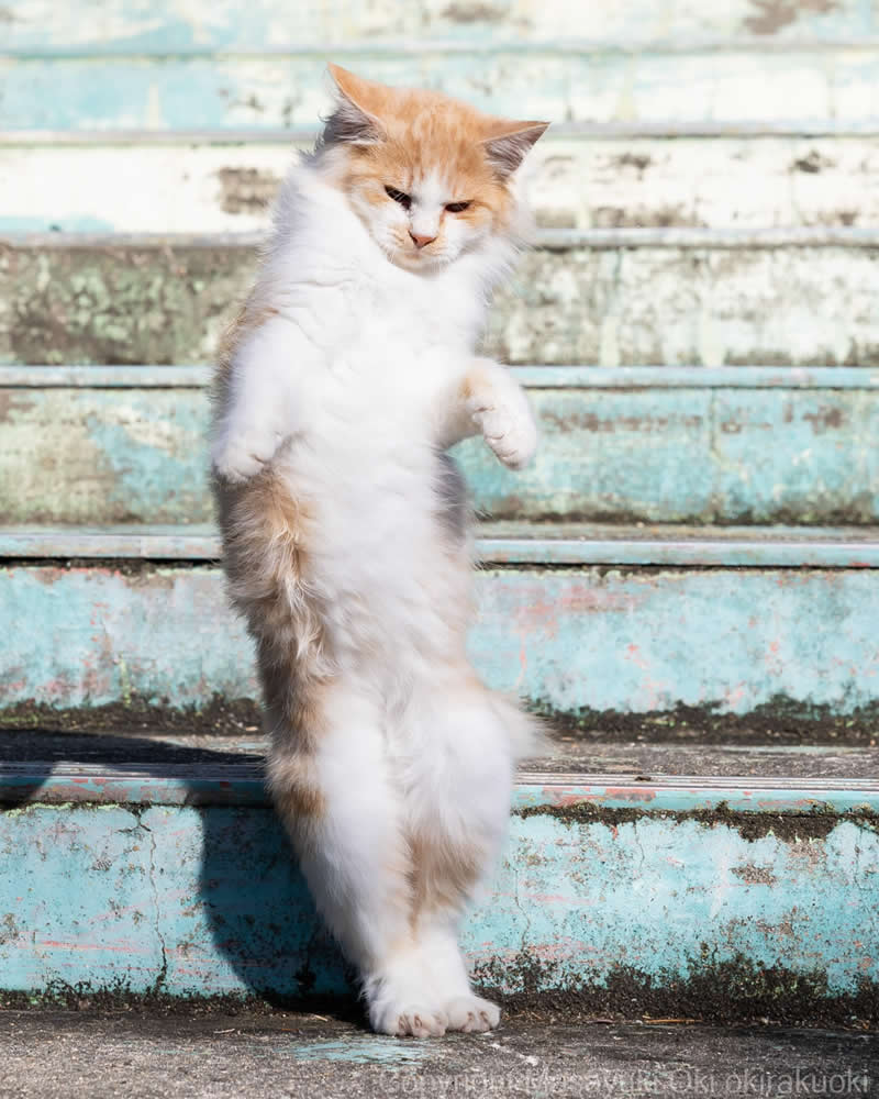 Hillarious And Playful Side Of Cats By Masayuki Oki 