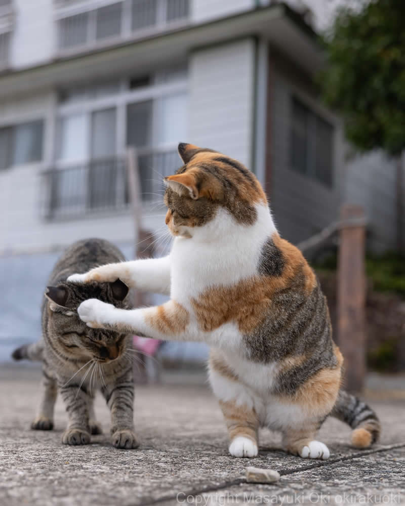 Hillarious And Playful Side Of Cats By Masayuki Oki 