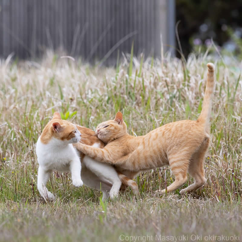 Hillarious And Playful Side Of Cats By Masayuki Oki 