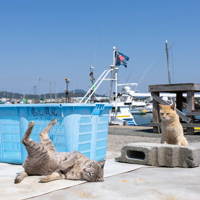 Hillarious And Playful Side Of Cats By Masayuki Oki 