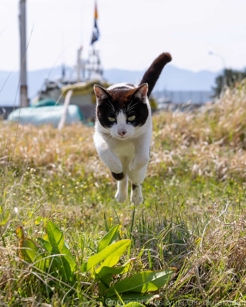 Hillarious And Playful Side Of Cats By Masayuki Oki 