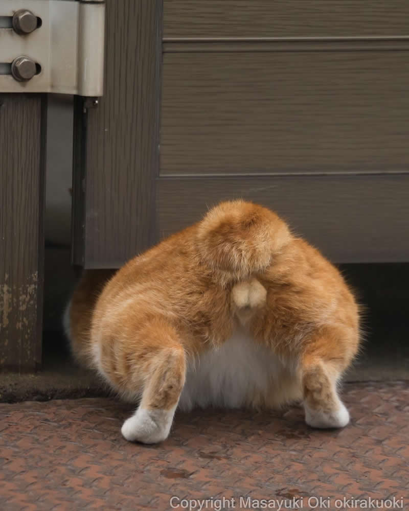 Hillarious And Playful Side Of Cats By Masayuki Oki 