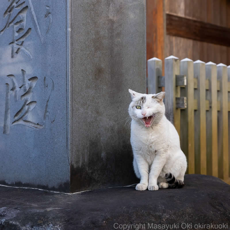 Hillarious And Playful Side Of Cats By Masayuki Oki 
