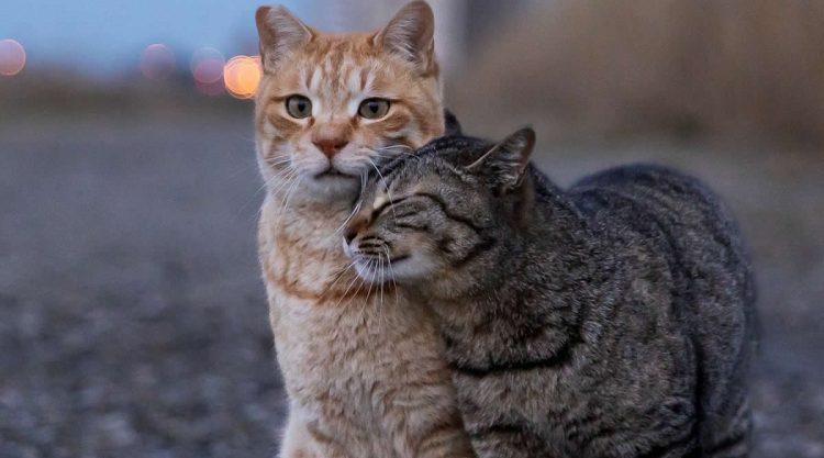Hillarious And Playful Side Of Cats By Masayuki Oki
