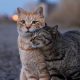 Hillarious And Playful Side Of Cats By Masayuki Oki