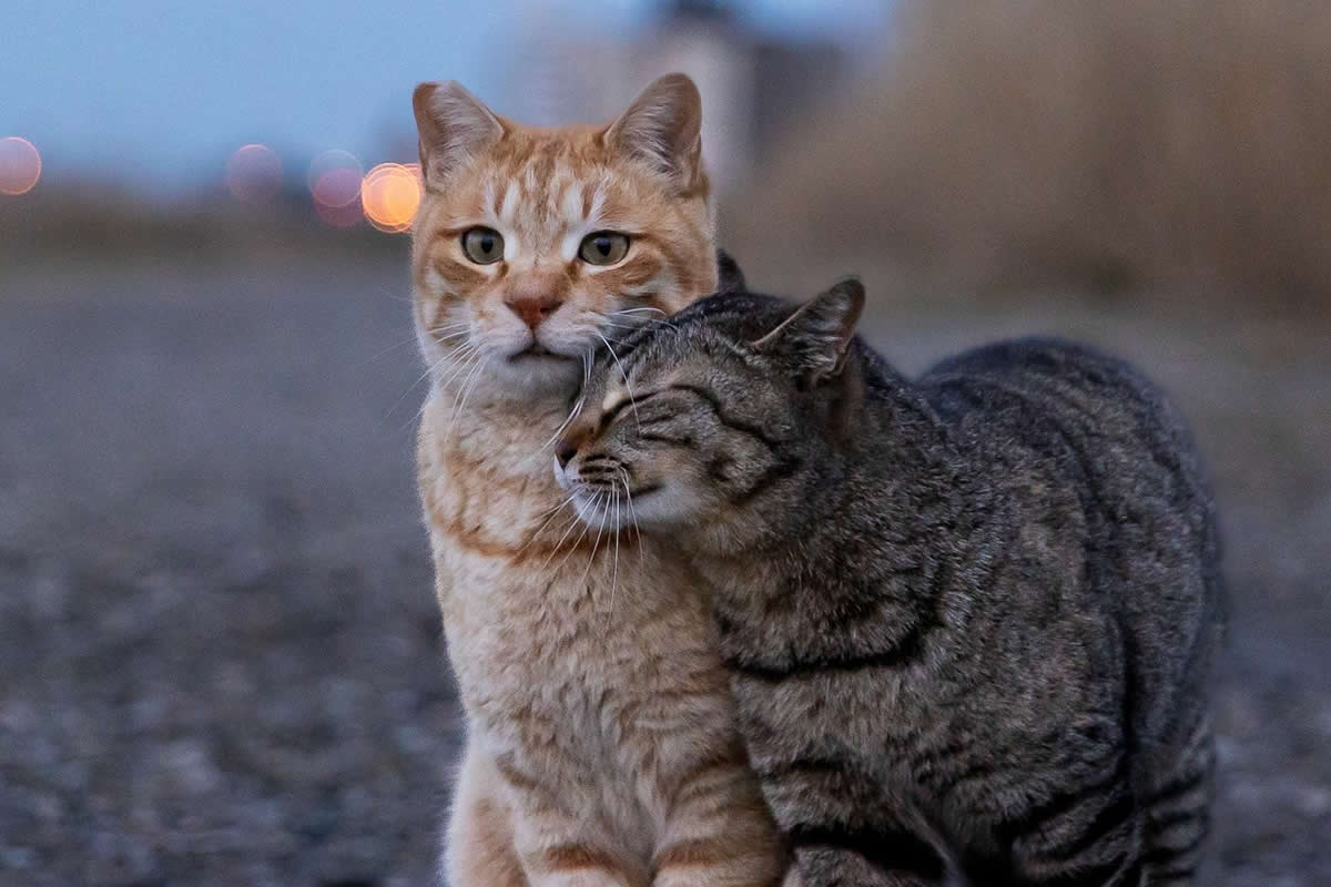 Hillarious And Playful Side Of Cats By Masayuki Oki
