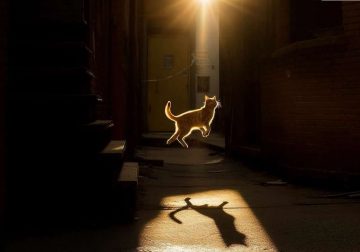 Heartwarming Cat Photos Every Cat Lover Needs to See