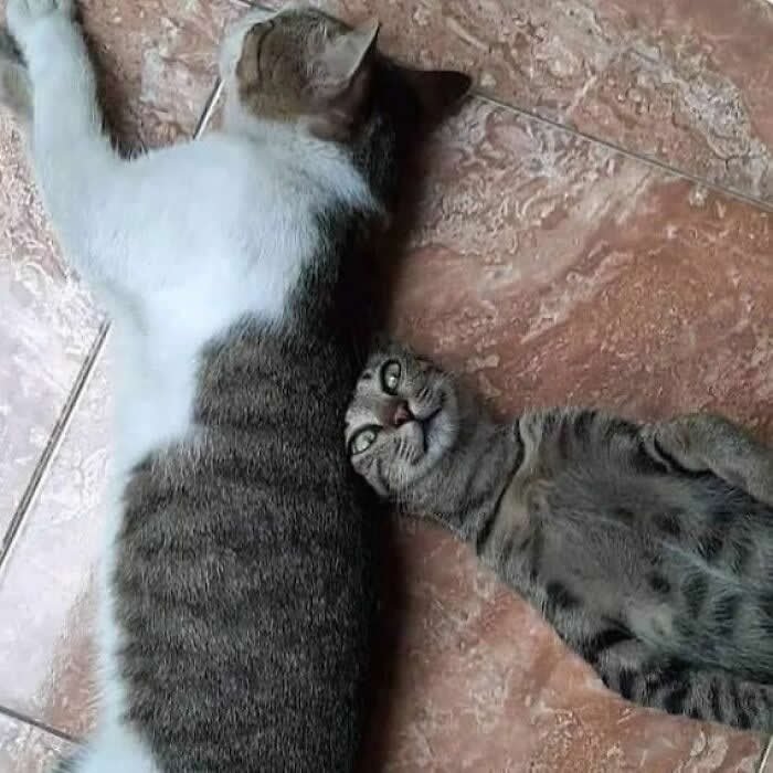 Hilarious Moments That Prove Cats Are Pure Chaos