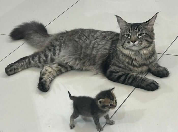 Hilarious Moments That Prove Cats Are Pure Chaos