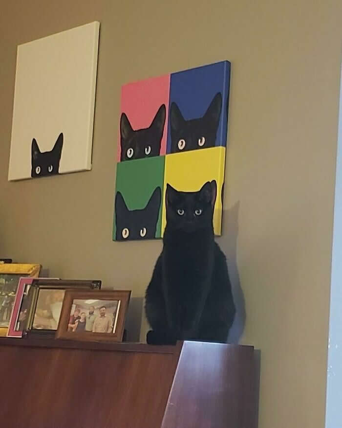 Hilarious Moments That Prove Cats Are Pure Chaos