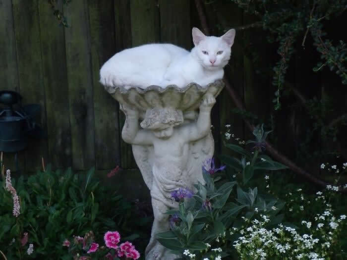 Hilarious Moments That Prove Cats Are Pure Chaos