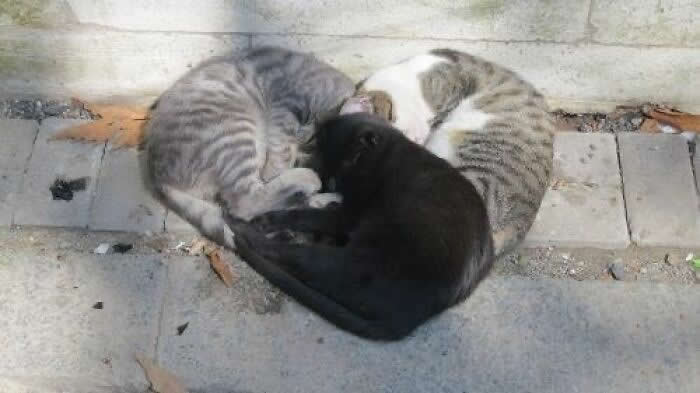 Hilarious Moments That Prove Cats Are Pure Chaos