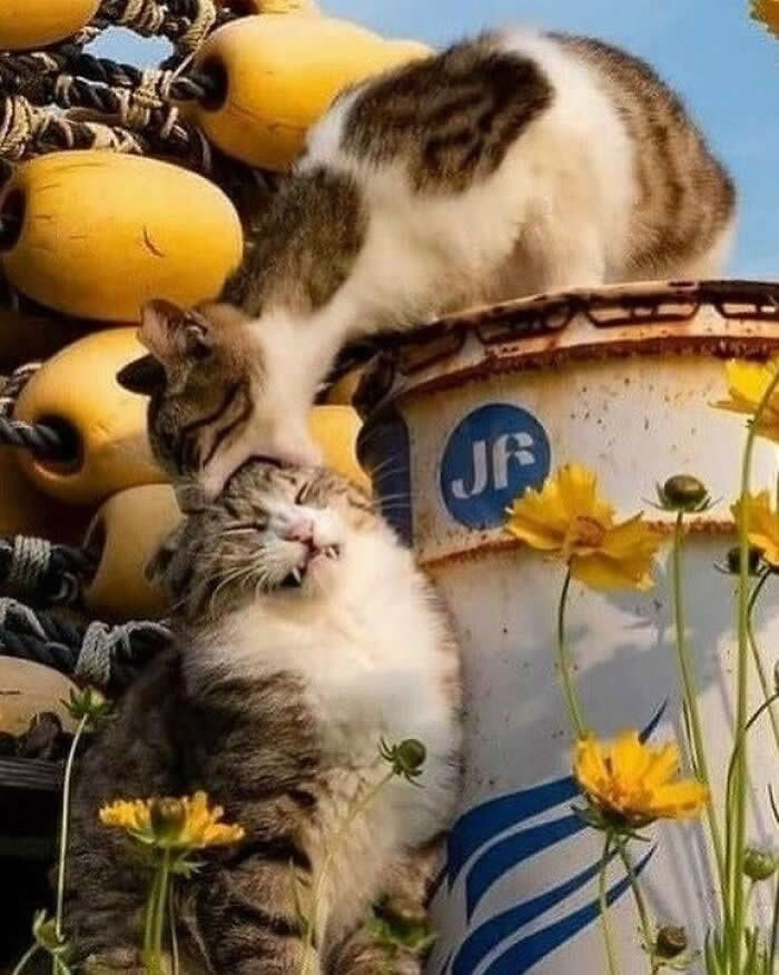 Hilarious Moments That Prove Cats Are Pure Chaos