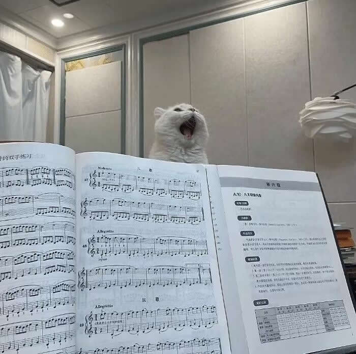 Hilarious Moments That Prove Cats Are Pure Chaos