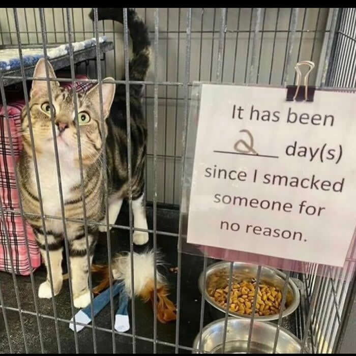 Hilarious Moments That Prove Cats Are Pure Chaos