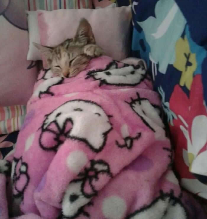 Hilarious Moments That Prove Cats Are Pure Chaos