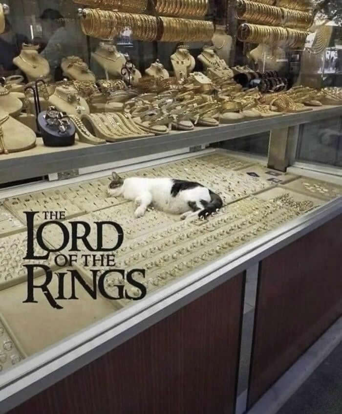 Hilarious Moments That Prove Cats Are Pure Chaos