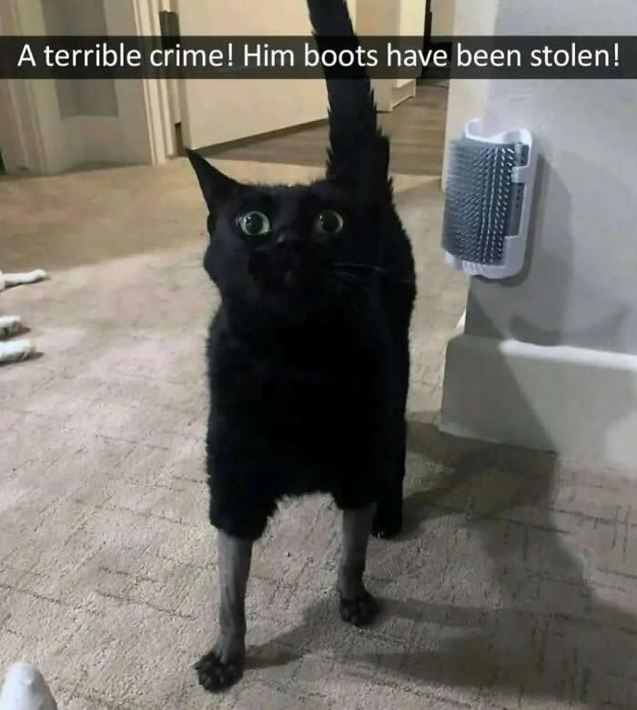 Hilarious Moments That Prove Cats Are Pure Chaos