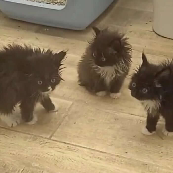 Hilarious Moments That Prove Cats Are Pure Chaos