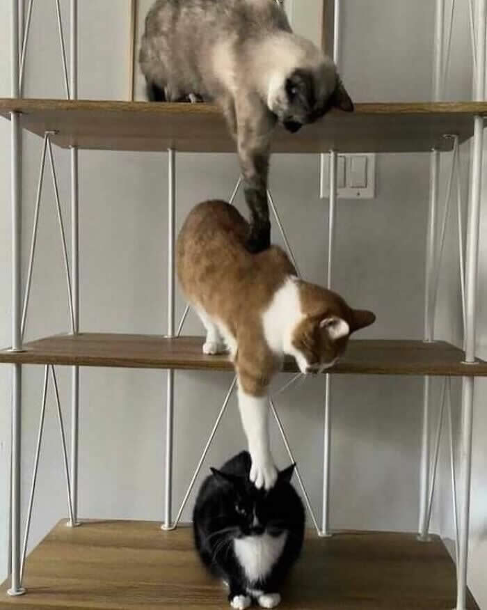 Hilarious Moments That Prove Cats Are Pure Chaos