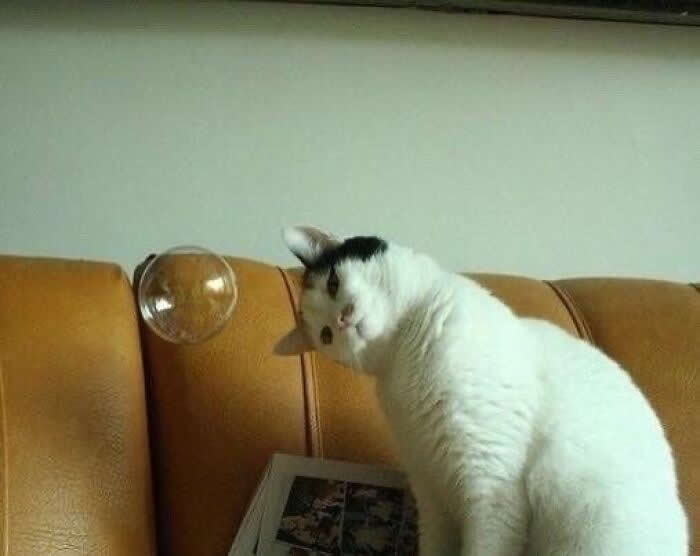 Hilarious Moments That Prove Cats Are Pure Chaos