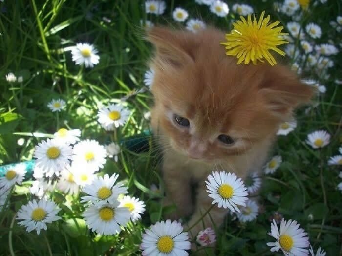Hilarious Moments That Prove Cats Are Pure Chaos