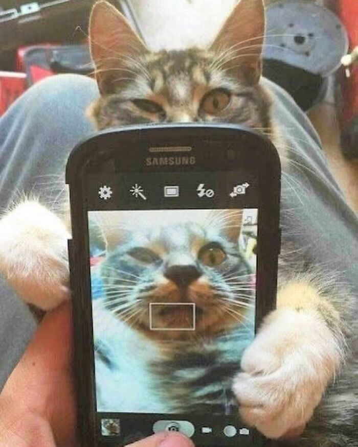 Hilarious Moments That Prove Cats Are Pure Chaos