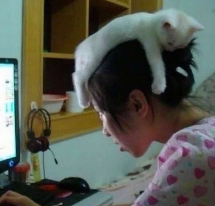Hilarious Moments That Prove Cats Are Pure Chaos