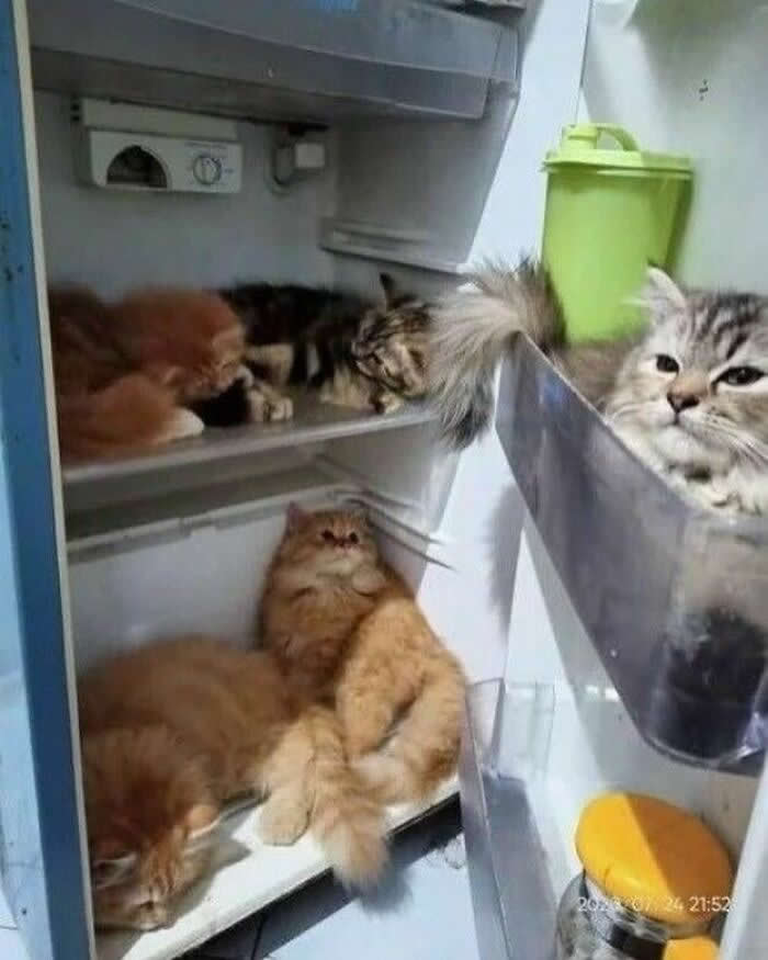 Hilarious Moments That Prove Cats Are Pure Chaos